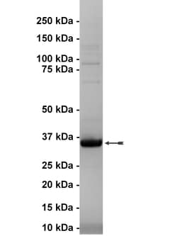 Eurofins DiscoverX Insulin Receptor Protein, Active 250 &mu;g | Buy Online | Eurofins DiscoverX | Fisher Scientific